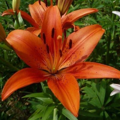 lily ‘Red Vision’