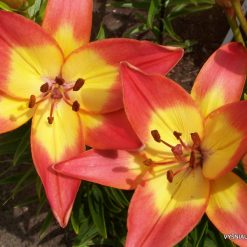 lily 'Saulutė'