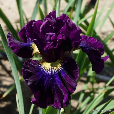 Iris ‘A Capella’