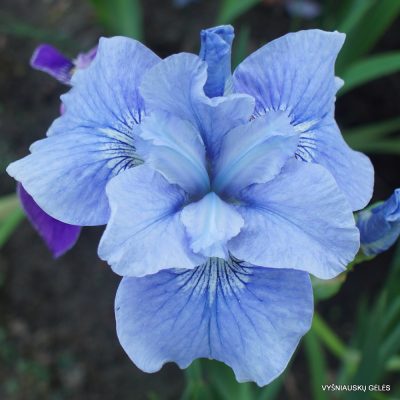Iris ‘Blaue Schweben’