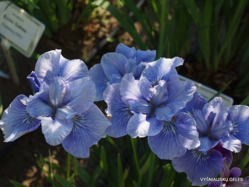 Iris 'Blaue Schweben' (3)