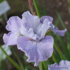 Iris 'Lavendelturm'