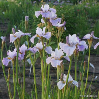 Iris 'Lavendelturm' (3)