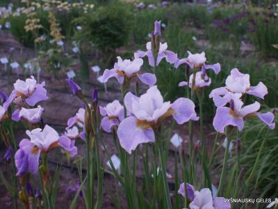 Iris 'Lavender Landscape' (3)