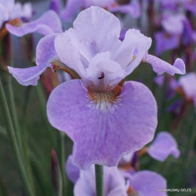 Iris 'Lavender Landscape'