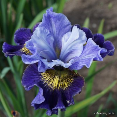 Iris ‘Neptune’s Gold’