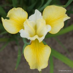 Iris 'Northern Yellow'