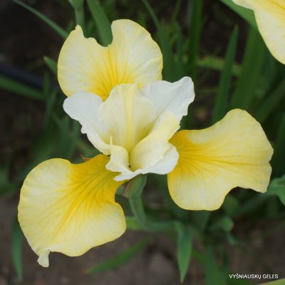 Iris 'Northern Yellow' (2)