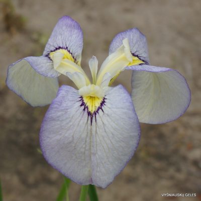 Iris ‘Tsukiyono’