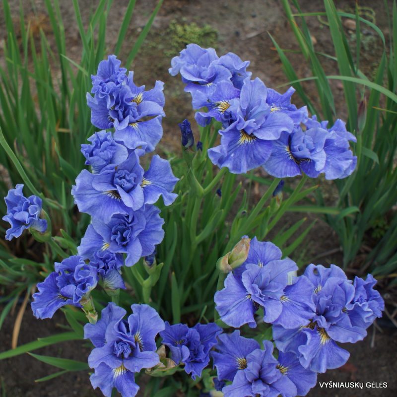 Iris 'Tutu Blue' (3)