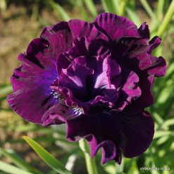 Iris 'Werderwein'