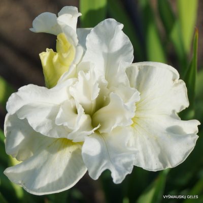 Iris sibirica 'Frilly Vanilly' (2)