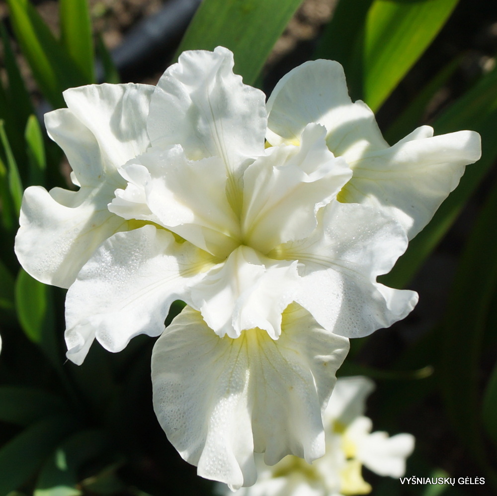 Iris sibirica 'Frilly Vanilly' (3)