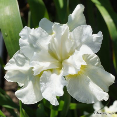 Iris sibirica ‘Frilly Vanilly’