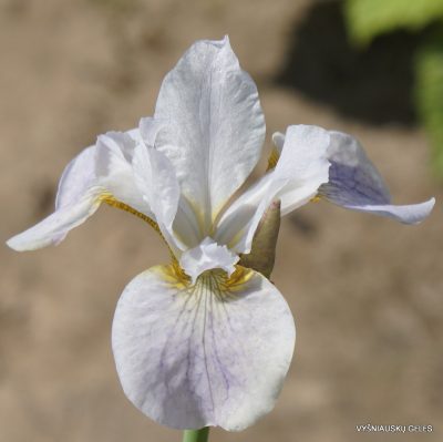 Iris sibirica ‘Hohe Warte’