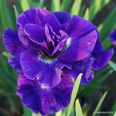 Iris sibirica ‘Kaboom’