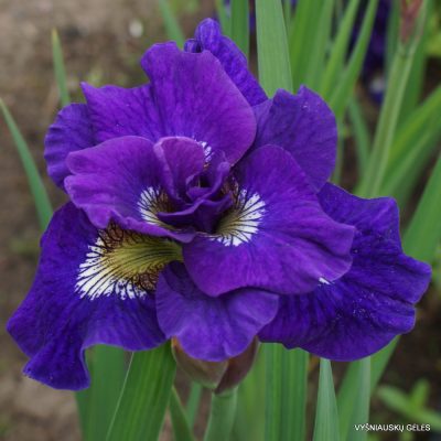 Iris sibirica 'Kaboom' (5)