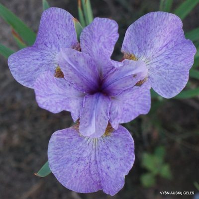 Iris sibirica 'Pink Pepper'