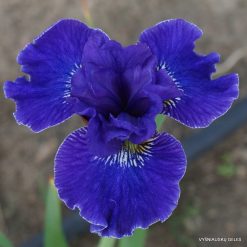 Iris sibirica 'Plissee'