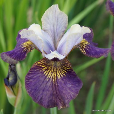 Iris sibirica ‘Prophet’s Kiss’