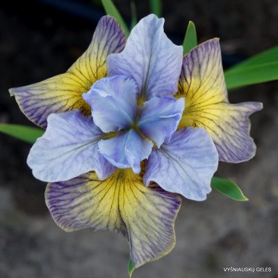 Iris sibirica 'Sun Comes Up' (5)