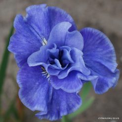 Iris sibirica 'Tutu Blue'