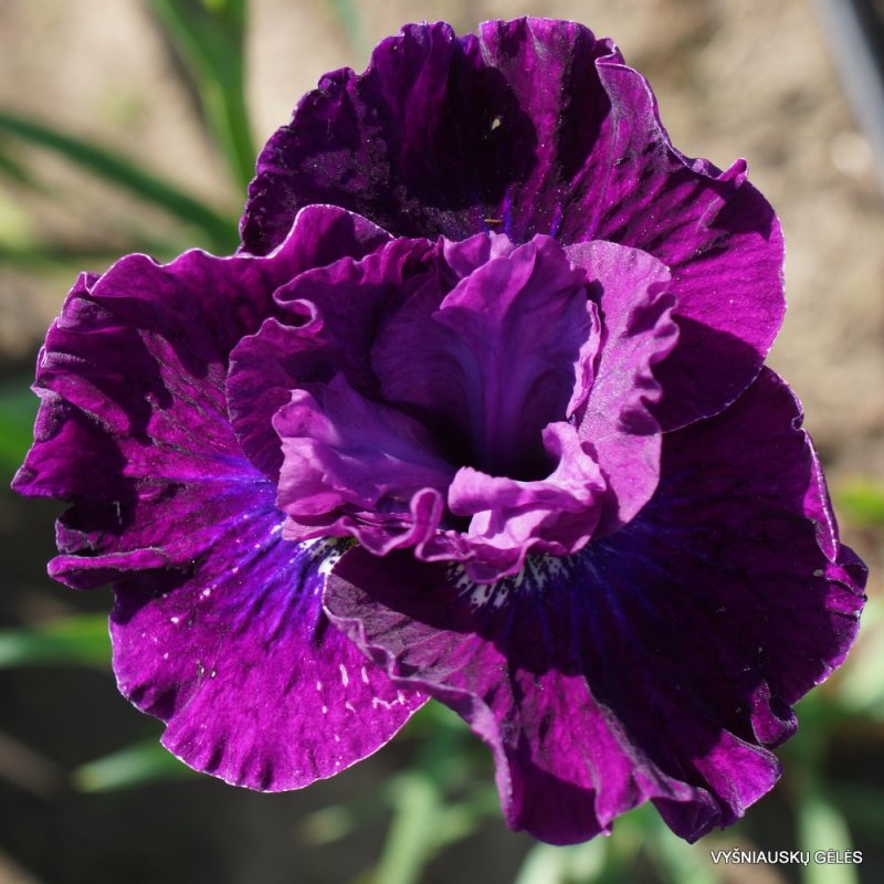 Iris sibirica 'Werderwein' (2)