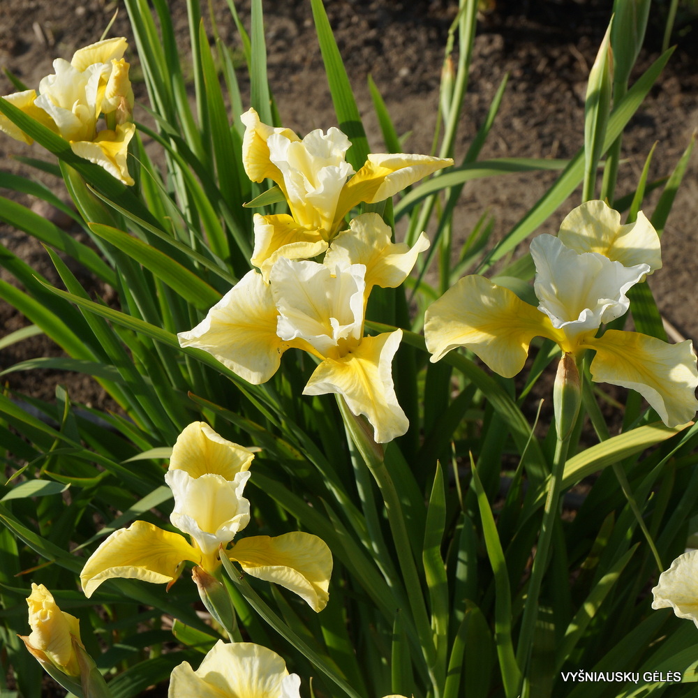 Iris × sibtosa 'Northern Yellow'