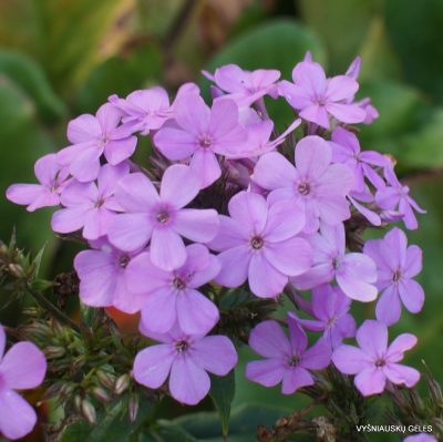 Phlox ‘Frithjof‘ (2)