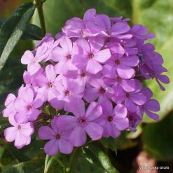 Phlox ‘Frithjof‘