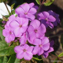 Phlox ‘Frithjof‘ (3)