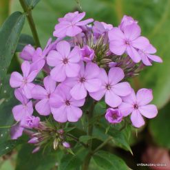 Phlox ‘Frithjof‘ (4)