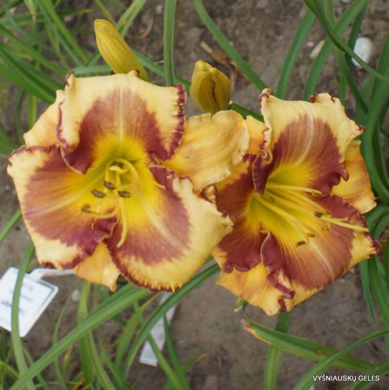 Daylily 'Brown Lasso'