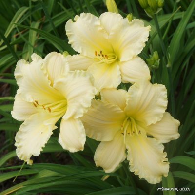 Daylily ‘Delicate Lace’