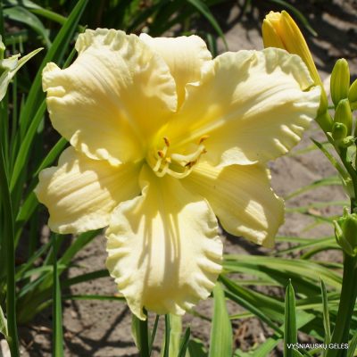 Daylily 'Delicate Lace' (2)