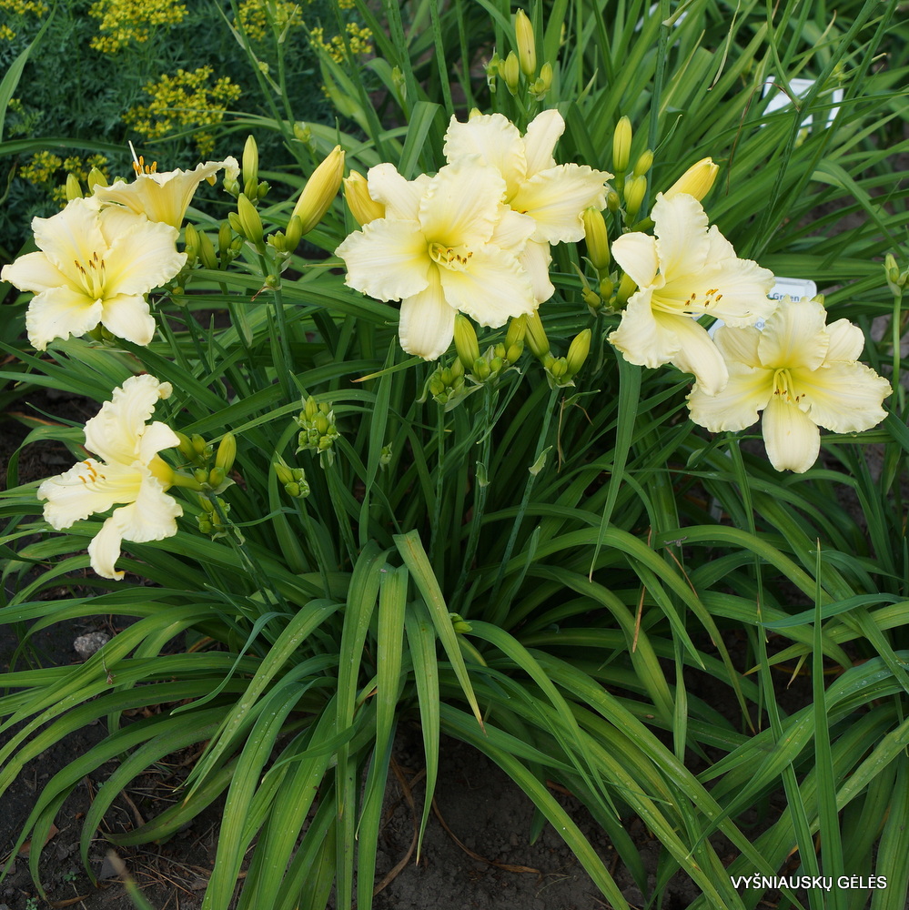 Daylily 'Delicate Lace' (3)