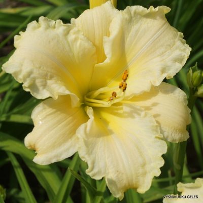Daylily ‘Delicate Lace’