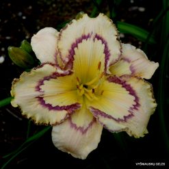 Daylily 'Faberge Easter'
