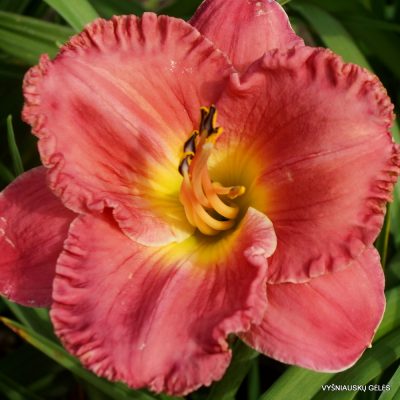 Daylily ‘Forever Rosemary’