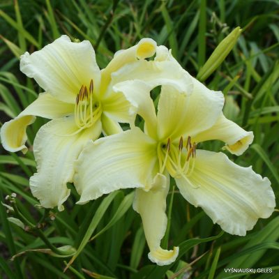 Daylily ‘Fortress of Solitude’