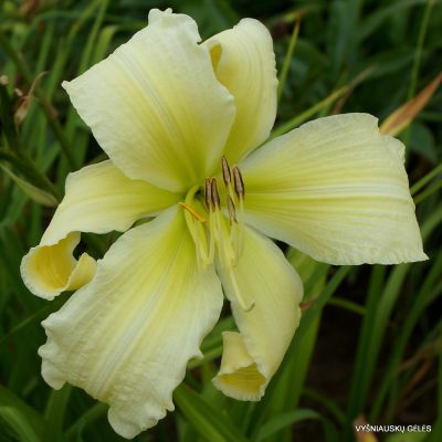 Daylily 'Fortress of Solitude' (2)