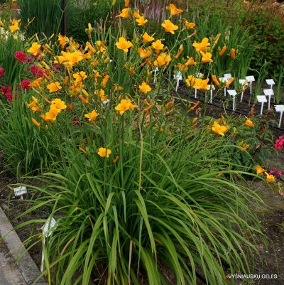 Daylily 'From China With Love'