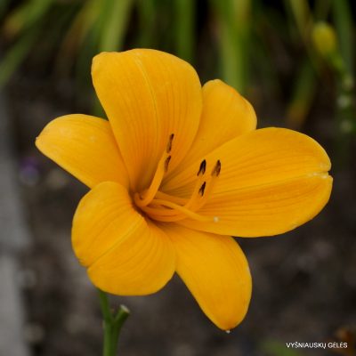 Daylily 'From China With Love'