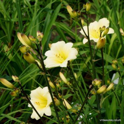 Daylily ‘From Darkness Comes Light’