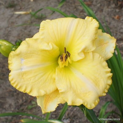 Daylily ‘From Here to Eternity’