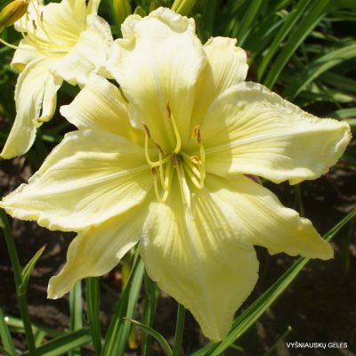 Daylily 'Give Me Eight'