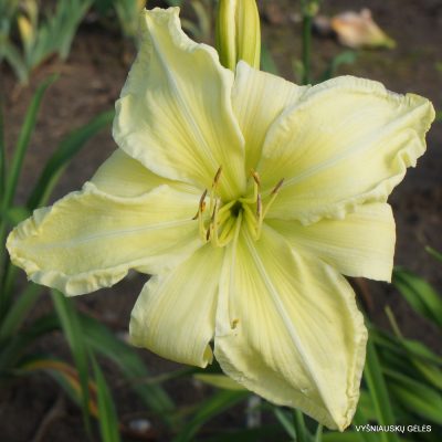 Daylily 'Give Me Eight' (2)