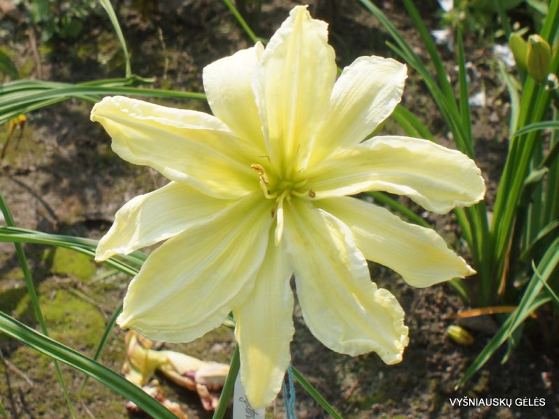 Daylily 'Give Me Eight' (3)