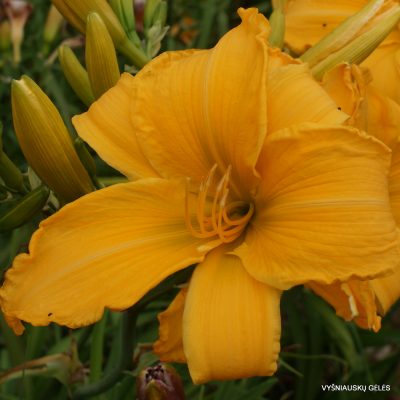 Daylily 'Gussie Haris' (4)