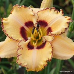 Daylily 'King of the Ages'